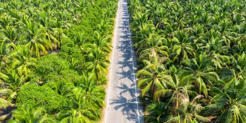 Best Coconut Farm For Sale Near Bangalore 2024