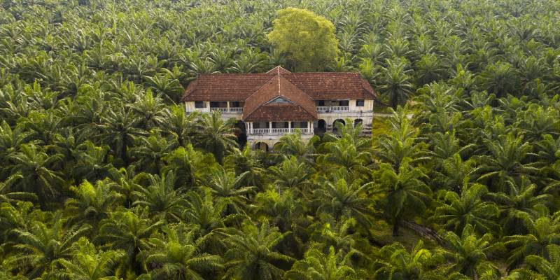 Best Coconut Farm