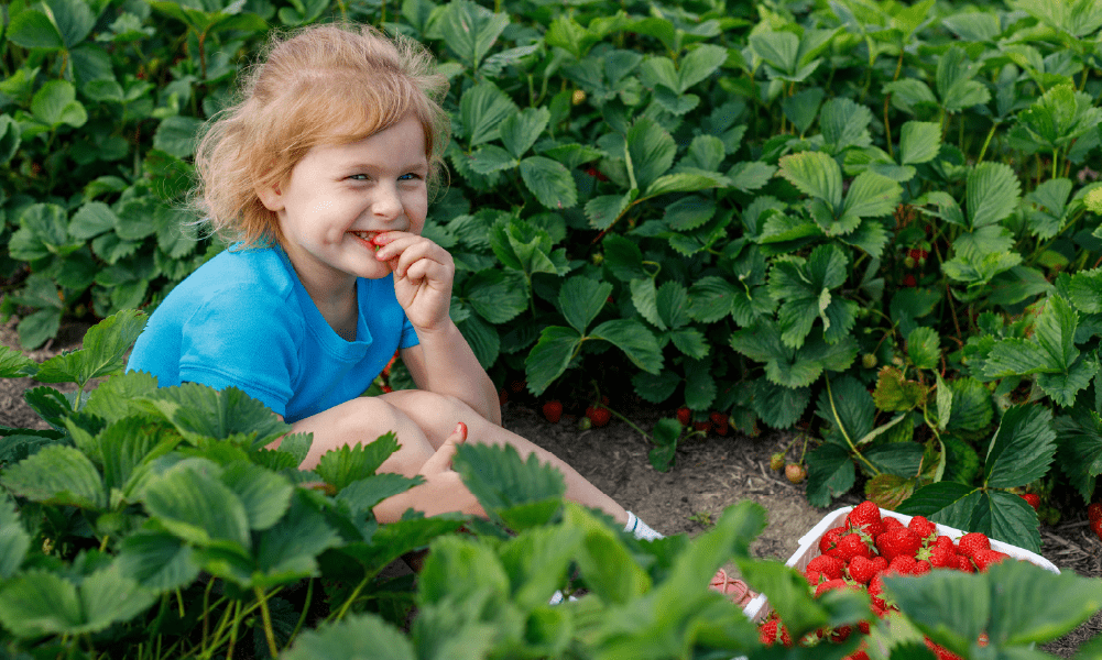 Grow Your Own Produce on Farm Land in Bangalore