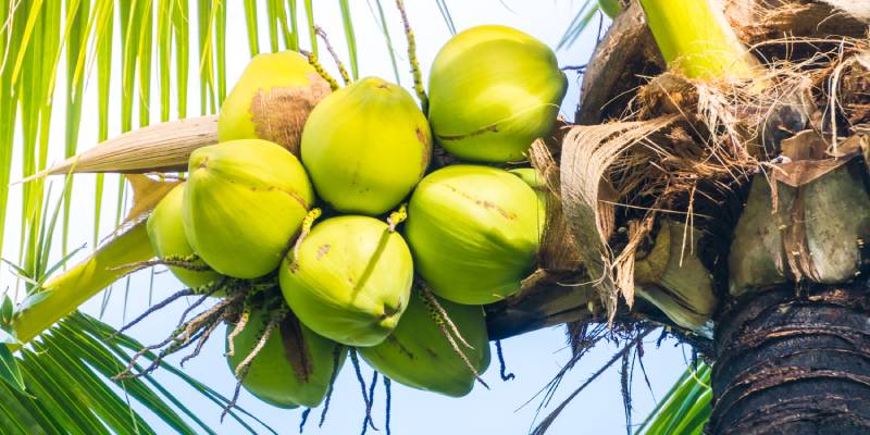 Coconut Farm