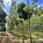 SilverWoods -Farm plots in thalli