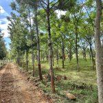 SilverWoods managed farmland in Hosur