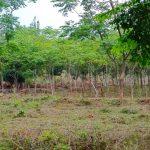 SilverWoods managed farmland in Hosur