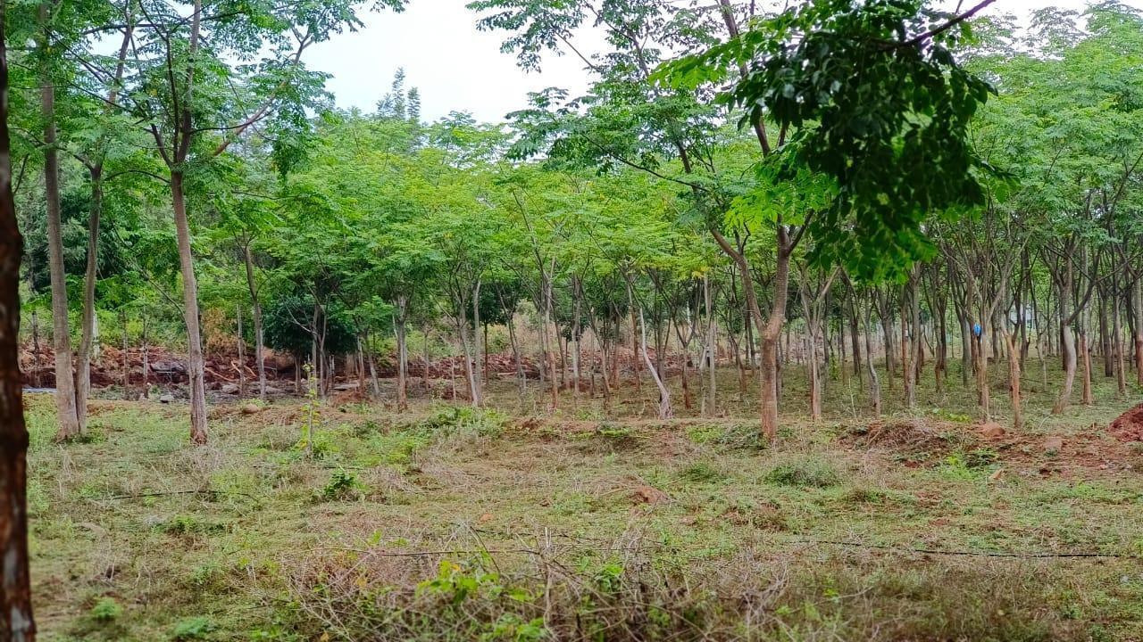 SilverWoods managed farmland in Hosur