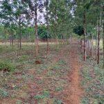 Farmland in denkanikottai