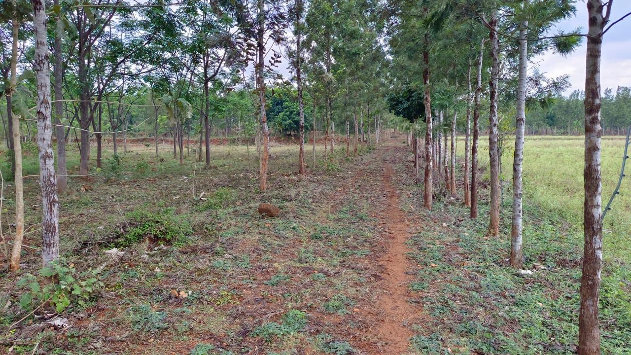 Farmland in denkanikottai