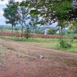 Farm plots in denkanikottai