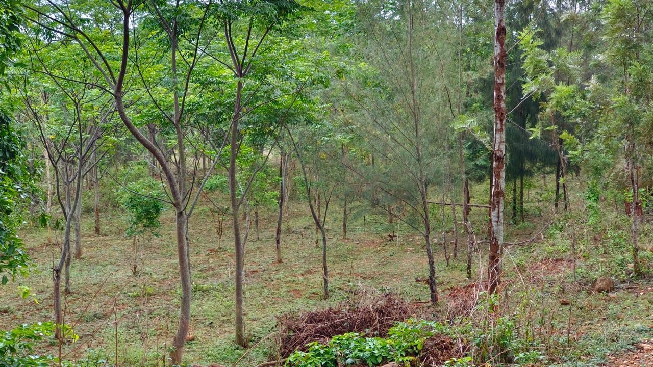 SilverWoods - farmland community in thalli