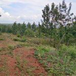 Fully Managed farmland in denkanikottai