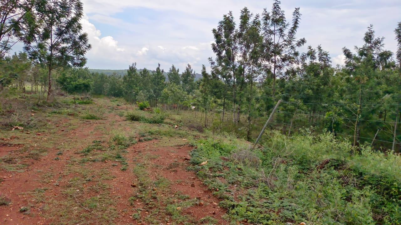 Fully Managed farmland in denkanikottai