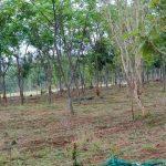 SilverWoods - farmland community in thalli