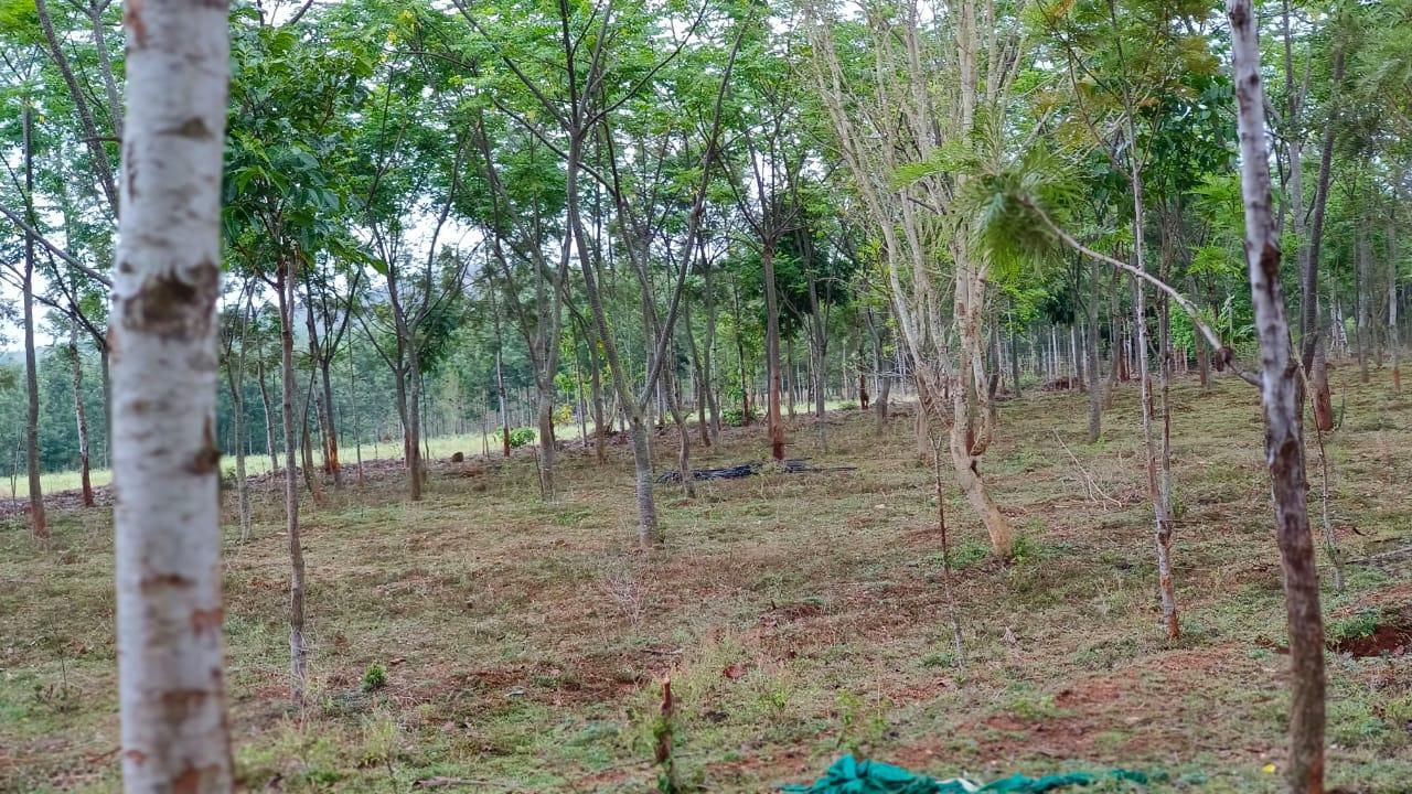 SilverWoods - farmland community in thalli