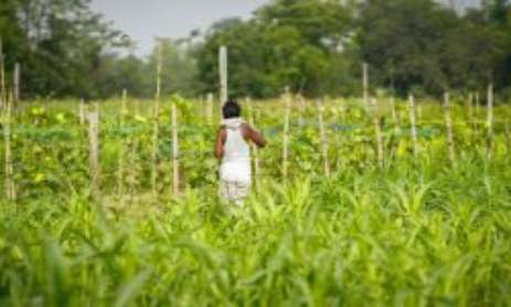 The Rise of Boutique Farms: Sustainable Agriculture’s Future in India