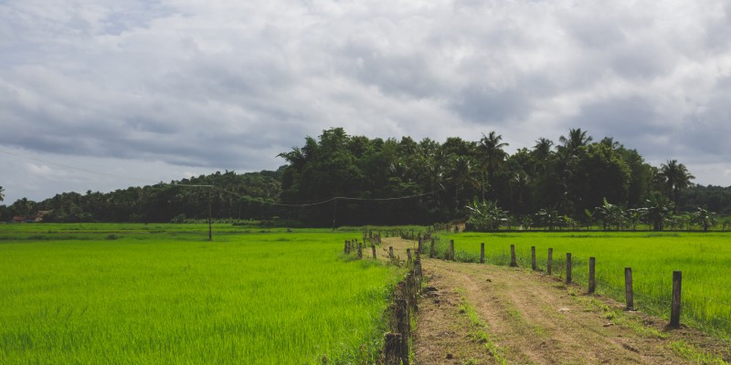 Sanjeevani Farms Managed Farmlands Near Bangalore 