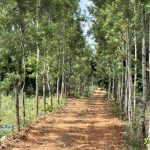 Top 13 Reasons Why SilverWoods is the Best Managed Farmland Near Bangalore