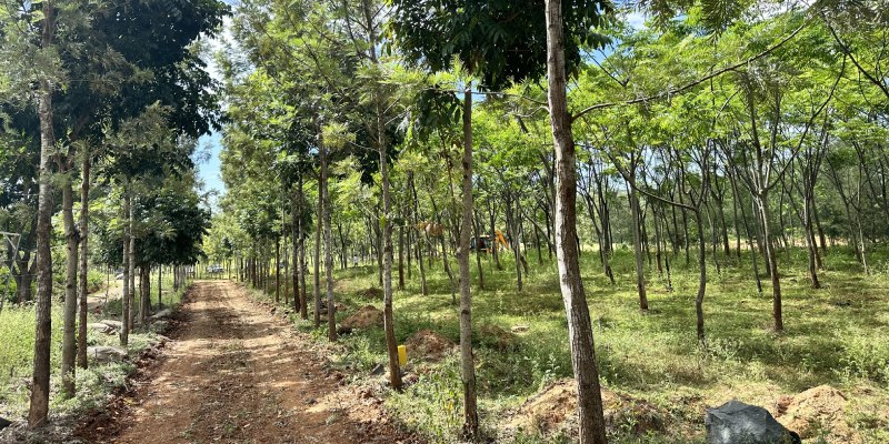 Ecotourism Opportunities at SilverWoods: Invest in Farmland Near Bangalore