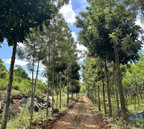 SilverWoods Managed Farmlands Near Bangalore