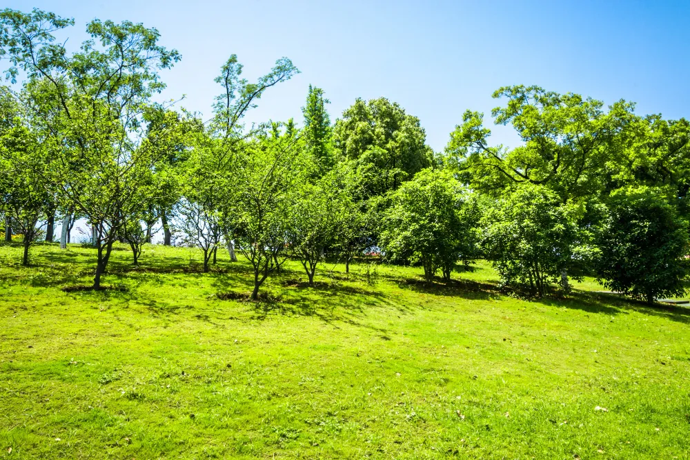 Agroforestry Organic Farming