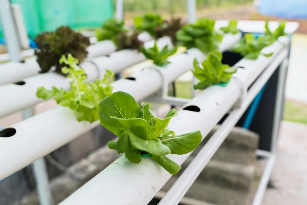 Aquaponics Organic Farming