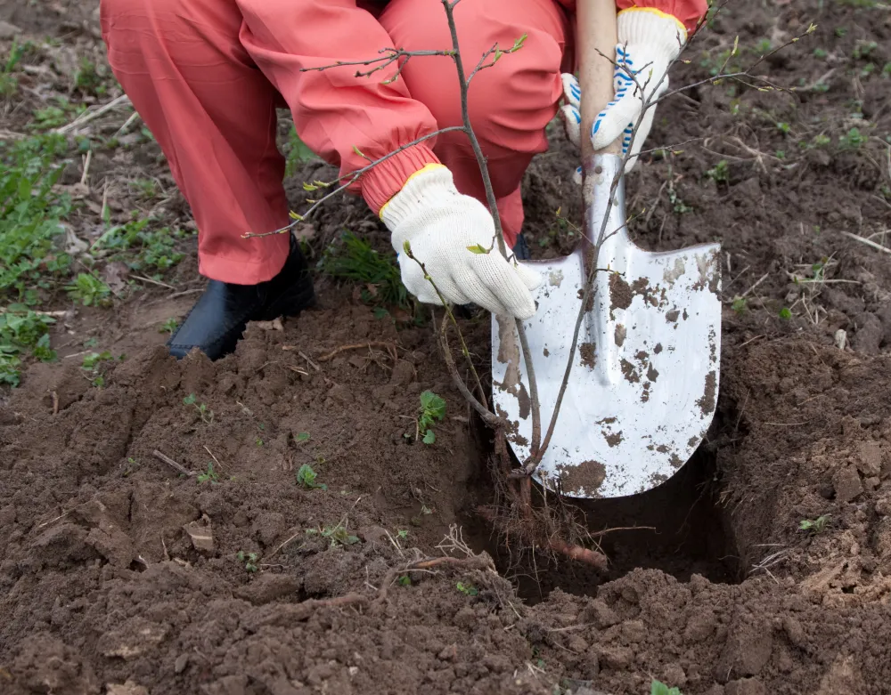 Conservation Tillage in sustainable farming