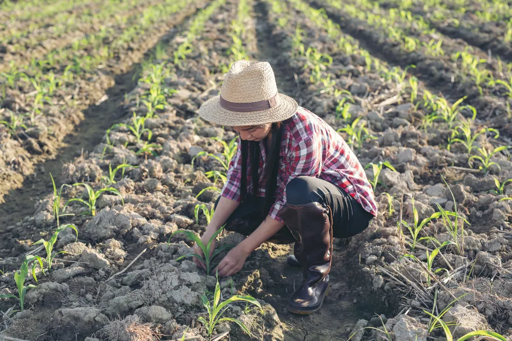 Crop Rotation as Part of Effective Farm Management Practices