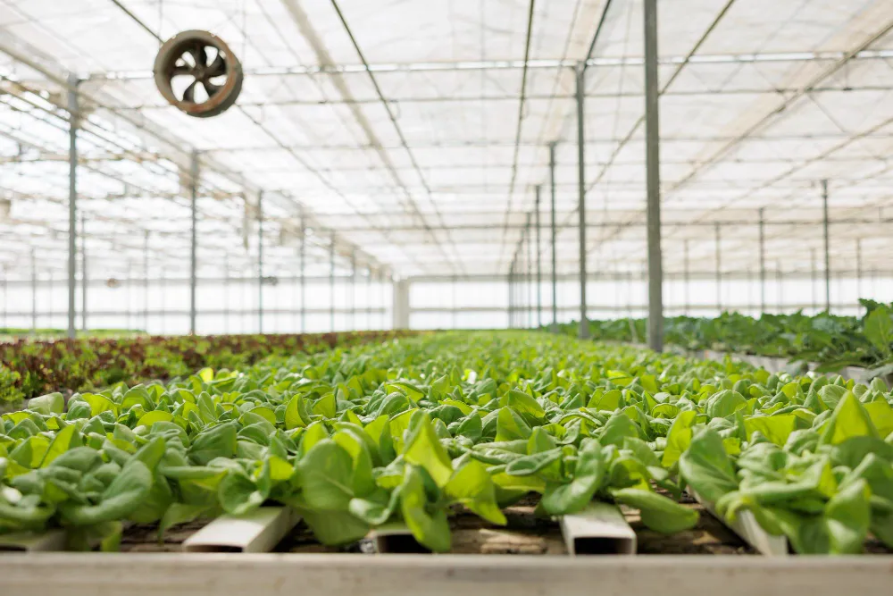 Hydroponic Organic Farming