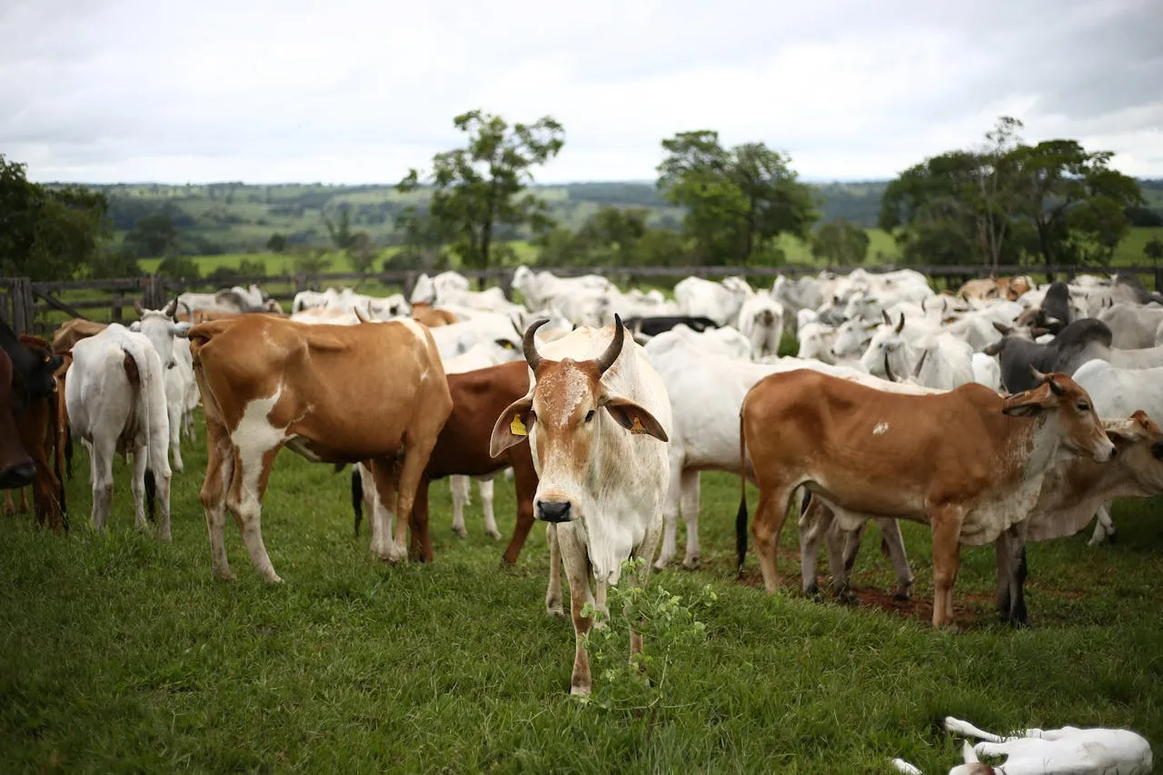 Livestock Integration in sustainable farming