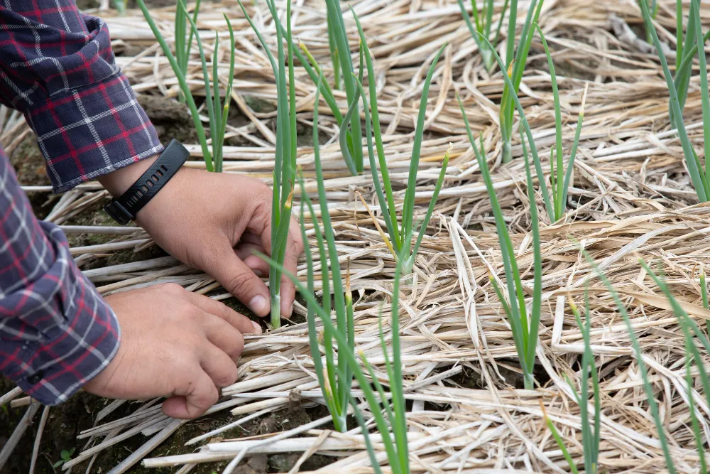 Composting in sustainable farming