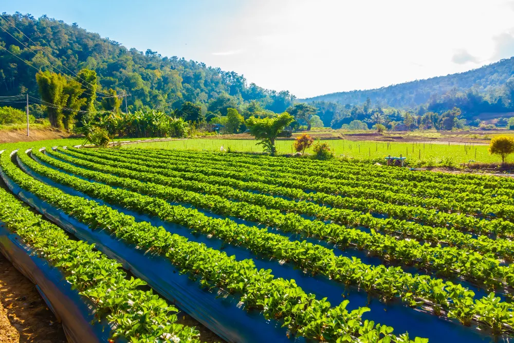 Organic Farming Basics in managed farmland