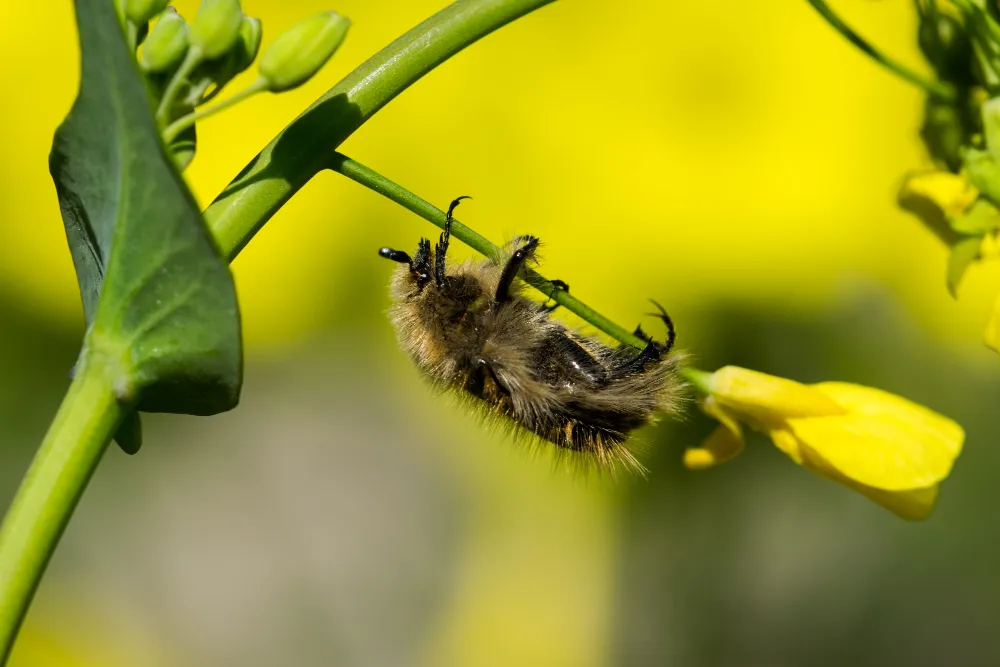 Pollinator Support in sustainable farming