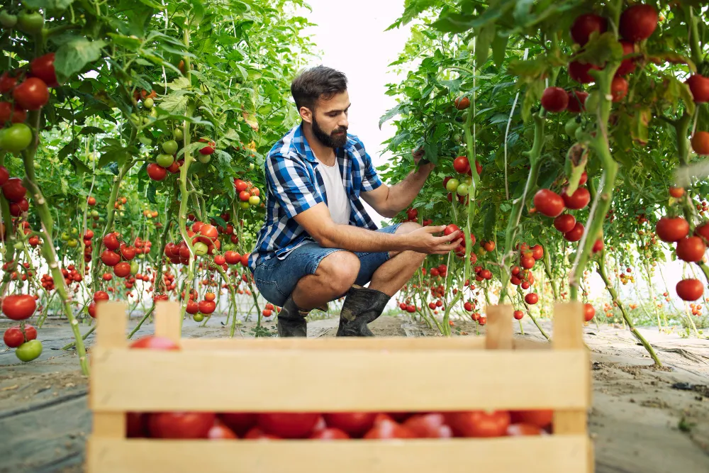 Proper Harvesting and Post-Harvest Handling as Farm Management Practices