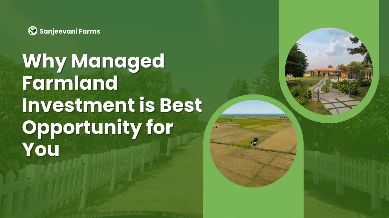 Why Managed Farmland Investment is Best Opportunity for You